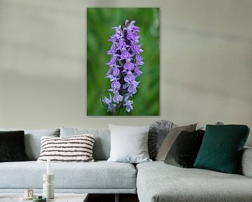 Schilf-Orchidee, wilde Orchidee. Besonders! von Marjon Woudboer