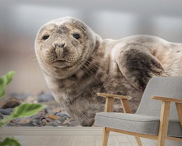 Eye-to-eye with the grey seal by Ruben Van Dijk