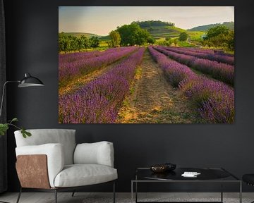 Real lavender in the Kaiserstuhl by Tanja Voigt