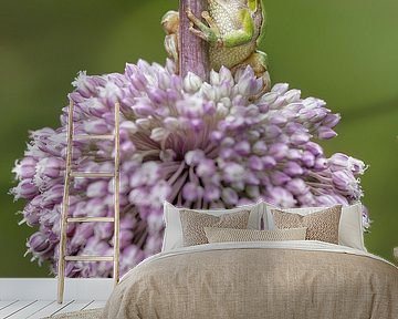 Tree frog on a beautiful purple flower by Patrick van Bakkum