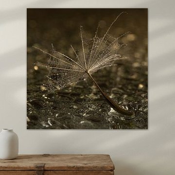 Quadratisch: Ein heruntergefallener Flaum zwischen Wassertröpfchen von Marjolijn van den Berg