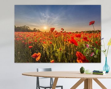 Champ de coquelicots au coucher du soleil sur Melanie Viola