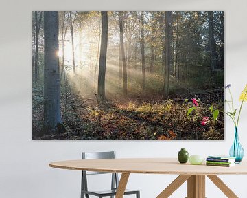 Lever de soleil dans une forêt en automne sur Bart Ceuppens