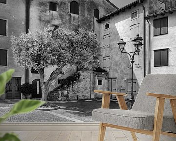 Der Olivenbaum in Grado an der Adria von Angelika Stern