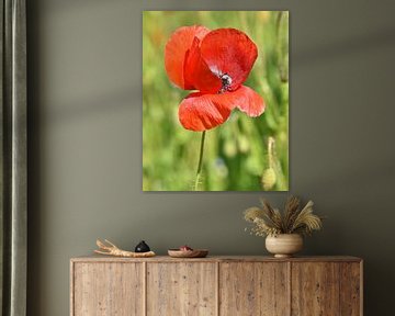 Shy poppy by Shutterbalance