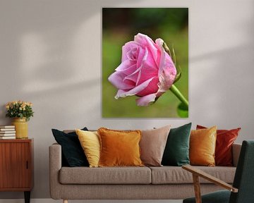 Nahaufnahme einer rosa Rose