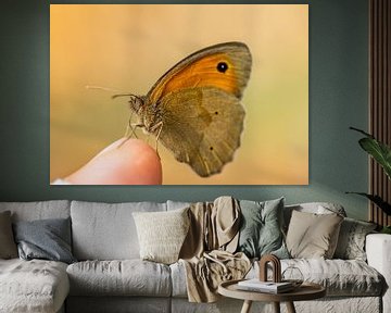 Groot stierenoog Maniola jurtina vlinder op de hand van Animaflora PicsStock