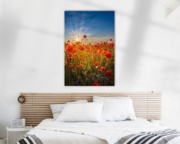 Gorgeous sunset in a poppy field by Melanie Viola