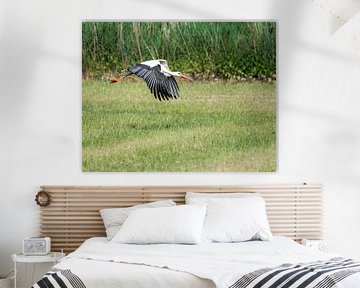 Cigogne blanche en vol sur ManfredFotos