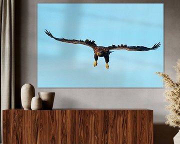 Seeadler fliegt in den Himmel von Sjoerd van der Wal Fotografie