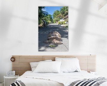 Reuzenschildpad op La Digue (Seychellen)