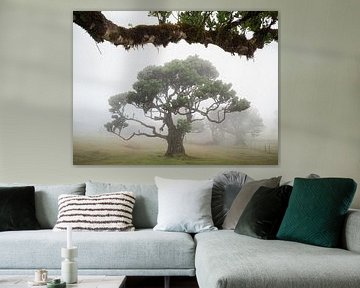 Tree in the mist under a canopy by Erwin Pilon