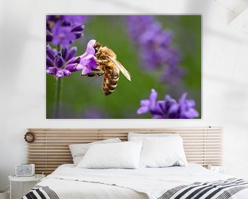 L'abeille mellifère sur WILBERT HEIJKOOP photography