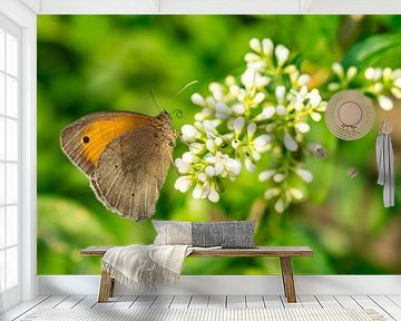 Grote Maniola jurtina vlinder op een bloem van Animaflora PicsStock