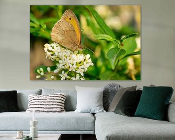 Großes Ochsenauge Maniola jurtina Schmetterling auf einer Blüte von Animaflora PicsStock