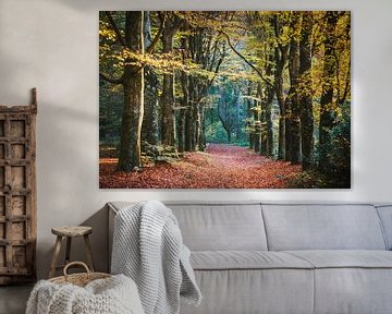 Herfstkleuren in het bos van Erwin Pilon