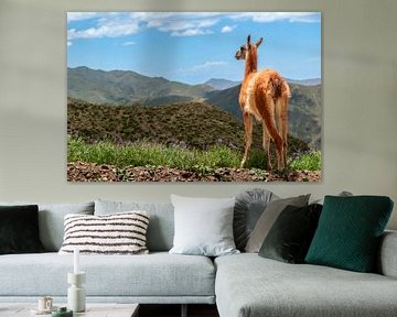 A Guanaco looks out over the Argentine mountains by Erwin Pilon