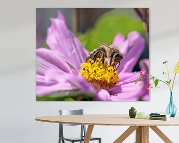 Macro d'une abeille sur une fleur de dahlia rose sur ManfredFotos