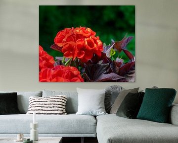 Rode geranium bloemen van ManfredFotos