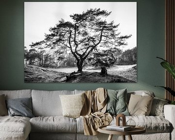 Baum in Regen und Sonne in Schwarz und Weiß von Erwin Pilon