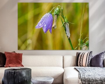 Campanule à feuilles rondes (Campanula rotundifolia) sur Animaflora PicsStock