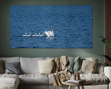 Swans at swimming lessons by Jean's Photography