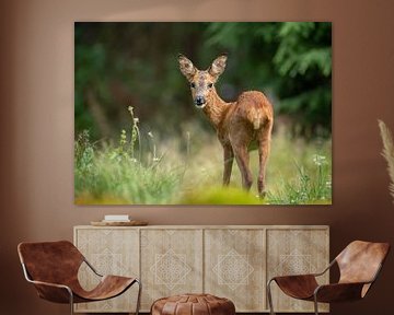 In the early morning, a beautiful roe deer relaxing for a drink and a meal by RebbelZfotografie