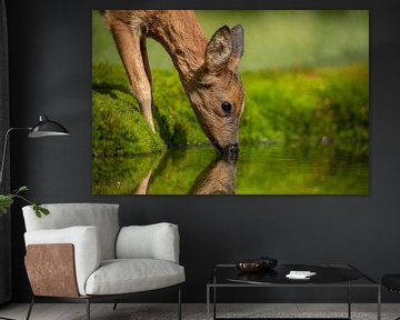 Ree heeft enorme dorst en drinkt op haar gemak van RebbelZfotografie