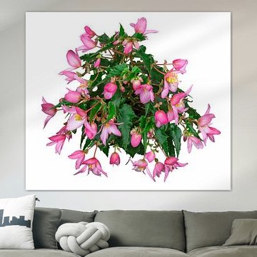 Pink blühende Begonie auf weißem Hintergrund von ManfredFotos