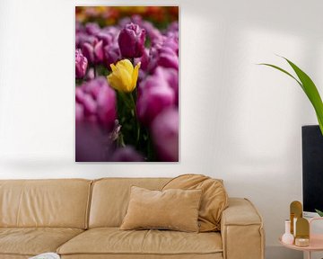 Tulipes sur Lauw Design & Photography