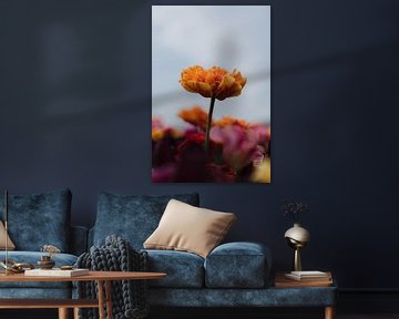 Tulipes sur Lauw Design & Photography