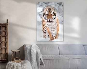 tijger in de sneeuw van Design Wall Arts