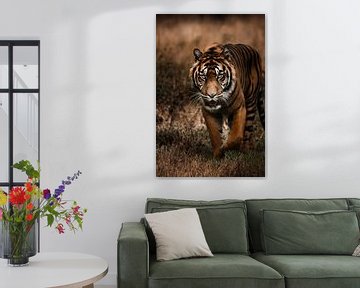 tijger van Design Wall Arts