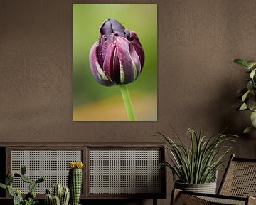 Paarse tulp macrofotografie van Sandra Keereweer