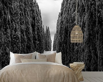 BMW Z4 by Menno Schaefer