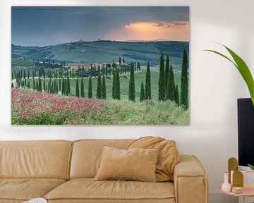 Avenue des cyprès en Toscane