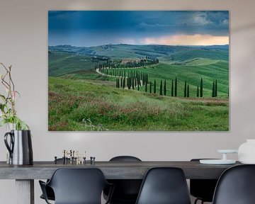 Avenue des cyprès en Toscane sur Menno Schaefer