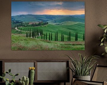 Avenue of Cypresses in Tuscany