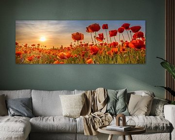 Poppies in the sunset | Panoramic by Melanie Viola