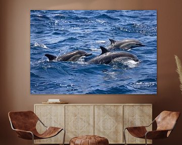 Dolfijnen aan de kust van Long Beach, Californië van Andreas Müller
