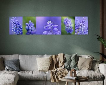 panorama 5 luik van macro blauwe druif van Sandra Keereweer