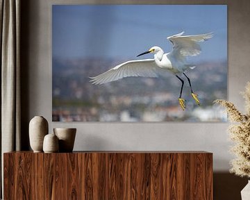 Snowy egret in flight