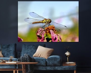 Die Gemeine Heidelibelle (Sympetrum striolatum) ruht sich an einem sonnigen Sommertag auf einer Blüt von W J Kok