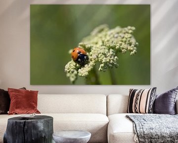 een lieveheersbeestje (Coccinella septempunctata) op een bloem