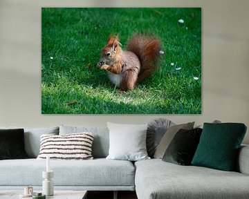 Squirrel by Karin Steffens