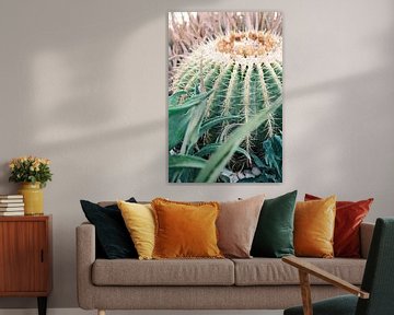 Cactus in Ibiza | Natuurfotografie van Diana van Neck Photography