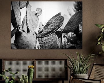 Cactus landschap in Ibiza in zwart-wit | Natuurfotografie van Diana van Neck Photography