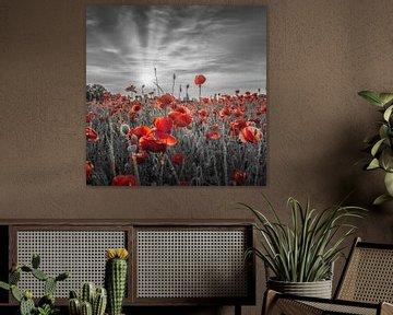 Idylle de coquelicots au coucher du soleil | colorkey sur Melanie Viola