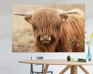 Portrait d'un jeune taureau écossais des Highlands sur KB Design & Photography (Karen Brouwer)