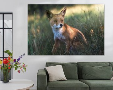 Renard dans l'herbe avec un beau regard dans les yeux sur Jolanda Aalbers